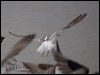 nordmannsgreenshank_211580