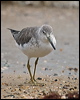 nordmannsgreenshank_211621