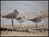 nordmannsgreenshank_211632
