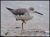 nordmannsgreenshank_211641