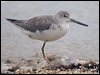 Click here to enter gallery and see photos of Nordmann's Greenshank