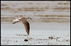nordmannsgreenshank_rw1343
