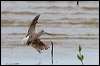 nordmannsgreenshank_rw1347
