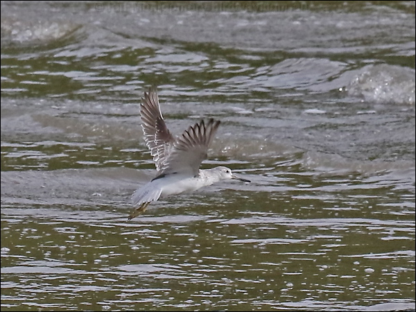 Nordmann's Greenshank 0K0A3361.psd