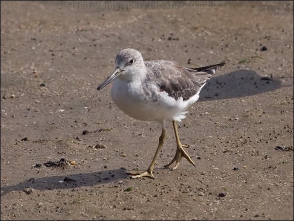 Nordmann's Greenshank nordmannsgreenshank_211429.psd