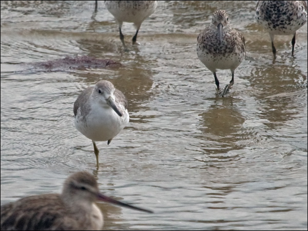 Nordmann's Greenshank nordmannsgreenshank_211474.psd