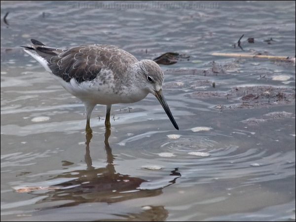 Nordmann's Greenshank nordmannsgreenshank_211525.psd