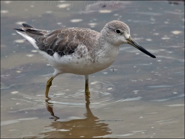 Nordmann's Greenshank nordmannsgreenshank_211528.psd