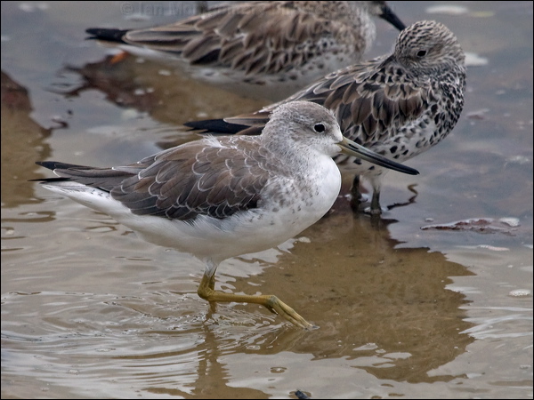Nordmann's Greenshank nordmannsgreenshank_211556.psd