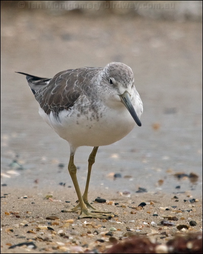 Nordmann's Greenshank nordmannsgreenshank_211621.psd