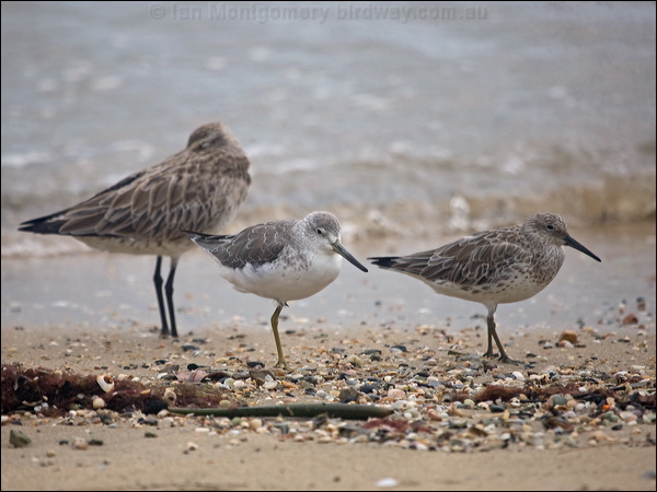 Nordmann's Greenshank nordmannsgreenshank_211632.psd