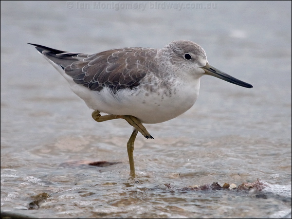 Nordmann's Greenshank nordmannsgreenshank_211641.psd