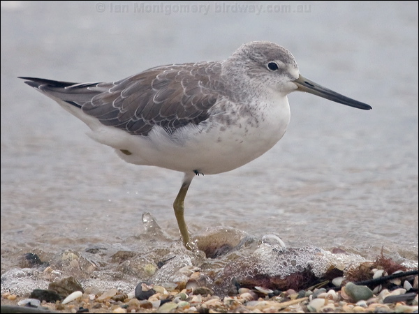 Nordmann's Greenshank nordmannsgreenshank_211644.psd