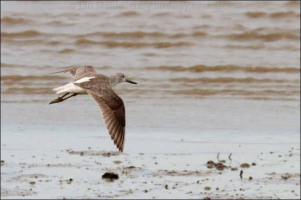 Nordmann's Greenshank nordmannsgreenshank_rw1343.jpg