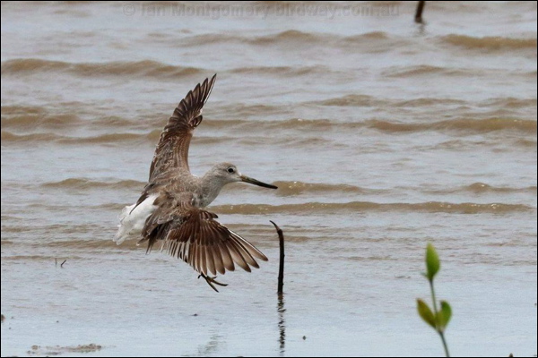Nordmann's Greenshank nordmannsgreenshank_rw1347.jpg