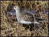 Click here to enter gallery and see photos of Pectoral Sandpiper