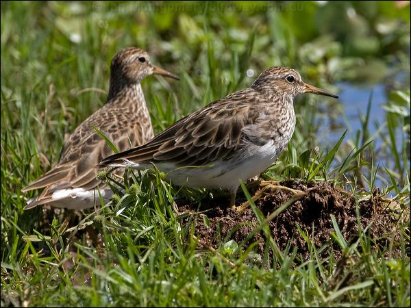 Pectoral Sandpiper pectoral_sandpiper_140039.psd