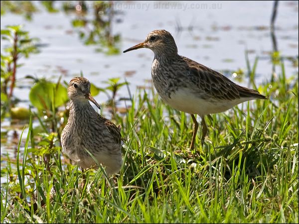 Pectoral Sandpiper pectoral_sandpiper_140096.psd
