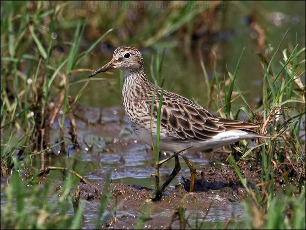 Pectoral Sandpiper pectoral_sandpiper_141580.psd