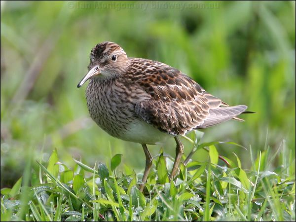 Pectoral Sandpiper pectoral_sandpiper_23998.jpg