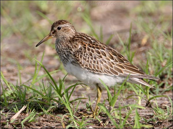 Pectoral Sandpiper pectoral_sandpiper_24027.jpg