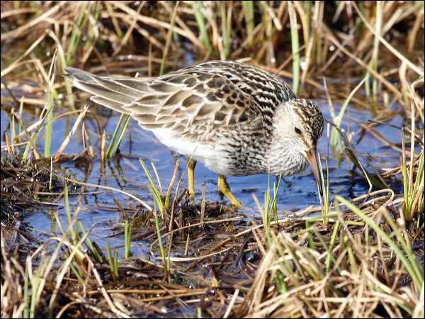 Pectoral Sandpiper pectoral_sandpiper_67175.psd