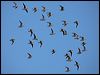 red_knot_83616