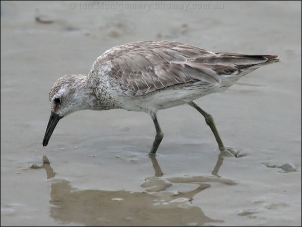 Red Knot red_knot_64921.jpg