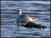 redneck_phalarope_09494