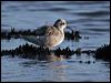 redneck_phalarope_09506
