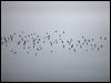 redneck_phalarope_107137