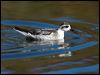 redneck_phalarope_108604