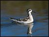 redneck_phalarope_108606