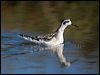 redneck_phalarope_108607