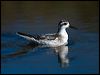 redneck_phalarope_108636