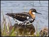 redneck_phalarope_65939