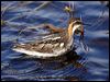 redneck_phalarope_66092