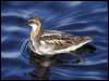 redneck_phalarope_66099