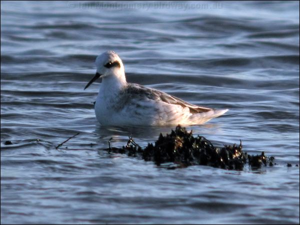 Red-necked Phalarope redneck_phalarope_09494.jpg