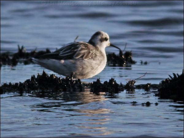 Red-necked Phalarope redneck_phalarope_09506.jpg
