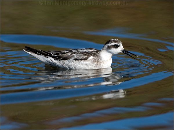Red-necked Phalarope redneck_phalarope_108604.psd