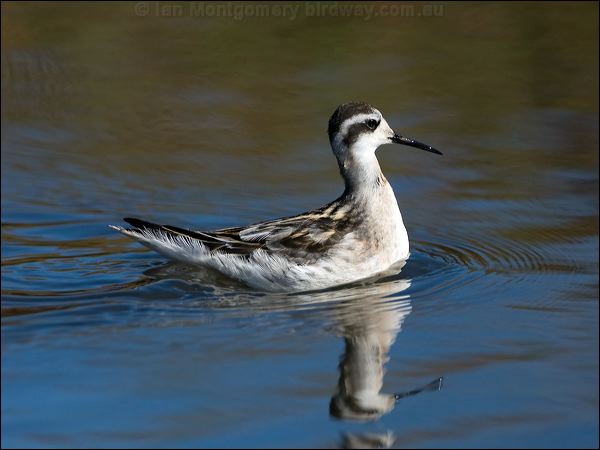 Red-necked Phalarope redneck_phalarope_108606.psd