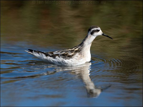 Red-necked Phalarope redneck_phalarope_108607.psd