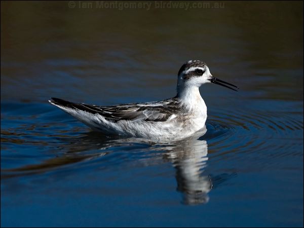 Red-necked Phalarope redneck_phalarope_108636.psd
