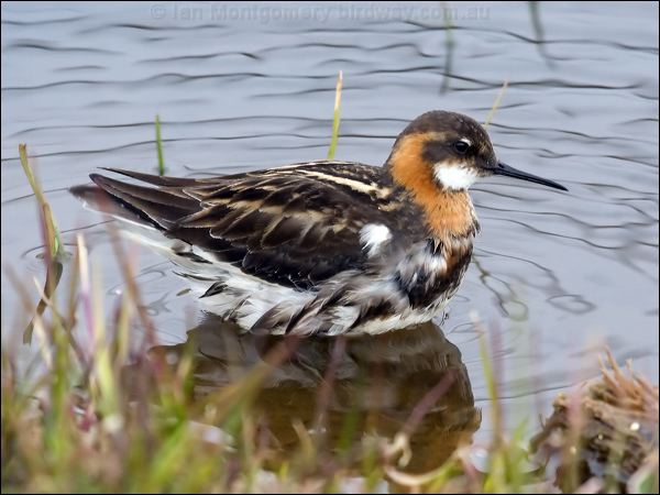 Red-necked Phalarope redneck_phalarope_65939.psd