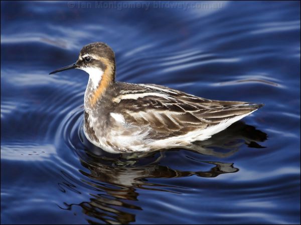 Red-necked Phalarope redneck_phalarope_66099.jpg