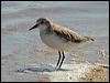 red_necked_stint_00358