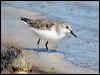 red_necked_stint_00381