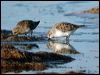 red_necked_stint_01338
