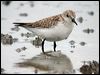 red_necked_stint_07777